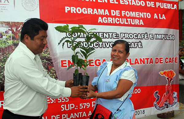 Logra Huitzilan producir más café y venderlo a mejor precio