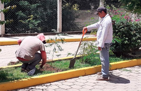 Realiza Tecomatlán trabajo de reforestación 
