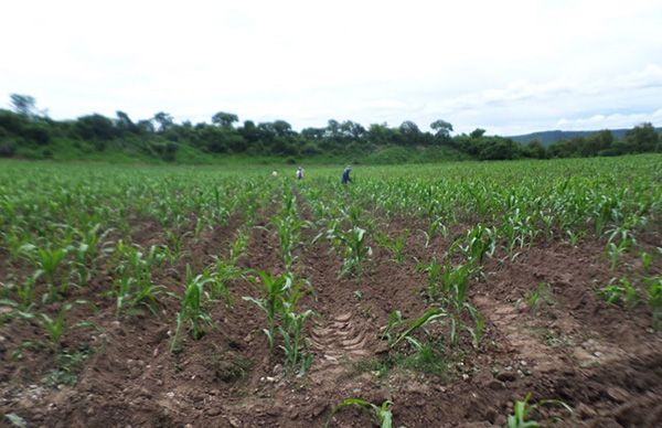 Campesinos suman 2 a±os de sufrimiento por polÝticas de 4T