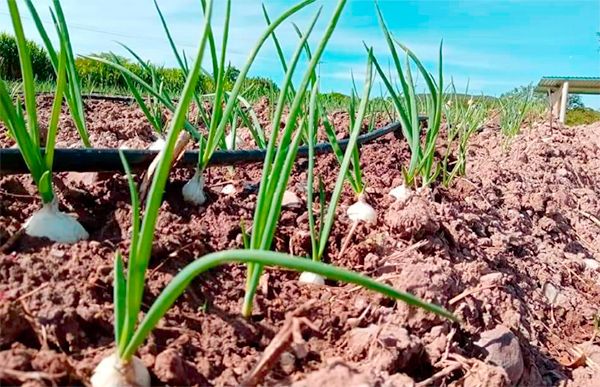 Rescata ITT la producción de cultivos agrícolas en la Mixteca baja poblana