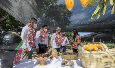Fracasa producción para autoconsumo propuesta por AMLO, productores migran a otros cultivos