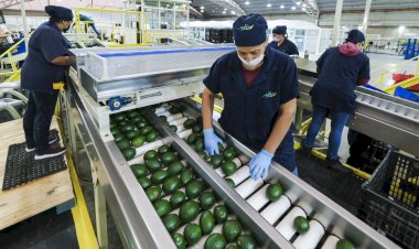 Pérdida de empleo formal en Jalisco, resultado del desastre económico de Morena