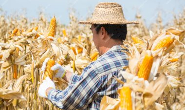 El olvido del campo por la industrialización en Tlaxcala