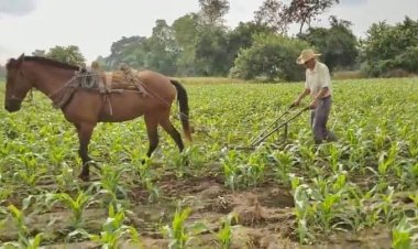 Desarmó Gobierno de AMLO al campo mexicano