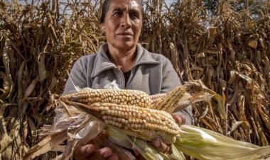 ¿Realmente AMLO apoyó al campo?