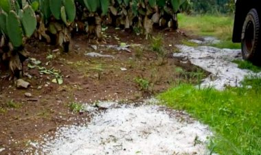Granizada arrasa con cultivos en zona oriente de Morelos