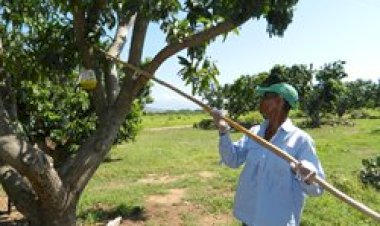 ENTREVISTA | Cosecha de mango dulce con amargo sabor de boca