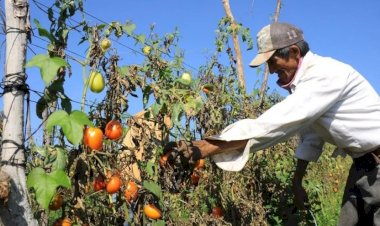 ¿Qué les queda a los productores de tomate de Sinaloa?