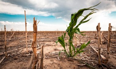 REPORTAJE | Crisis en el campo lagunero