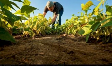 El golpe eléctrico al campo chihuahuense