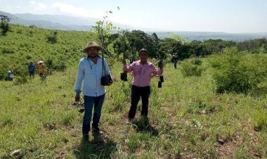 Antorchistas se suman a reforestación en Cañón del Sumidero