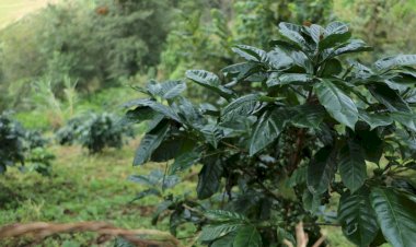 Continúan afectaciones en Ayohuixcuautla tras lluvias en la Sierra Norte