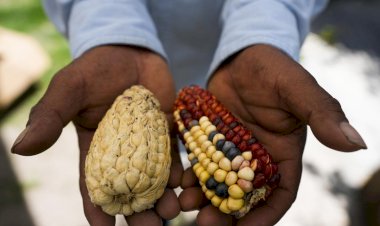 ¿Cuánto cuesta el precio de garantía?