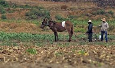 No hay apoyo para el campo hidalguense